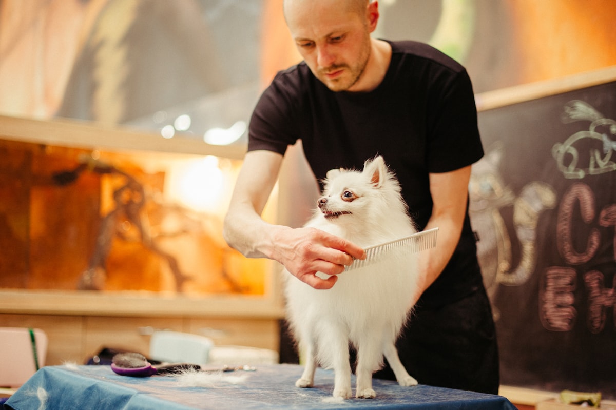 Person brushing a dog's coat with a grooming brush