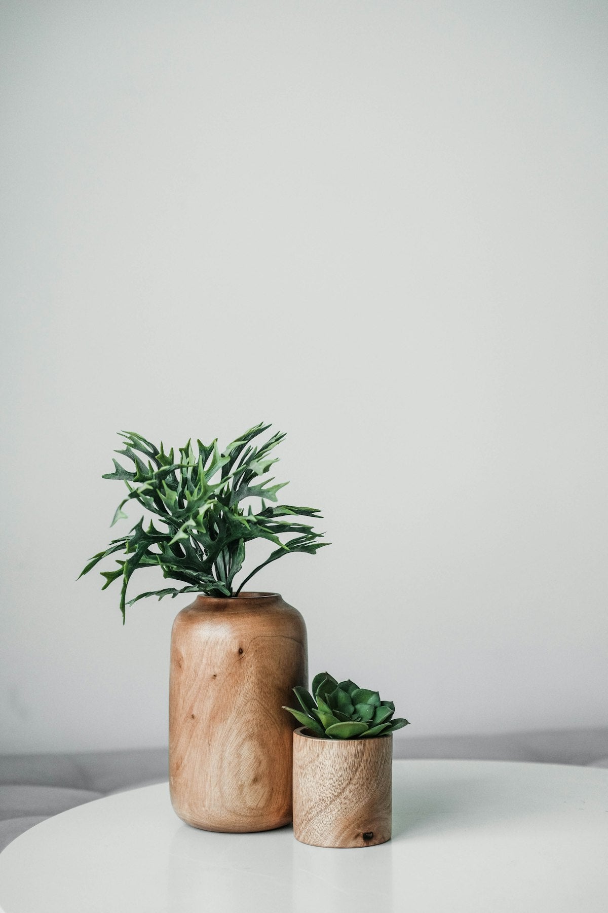Green plant in a wooden pot
