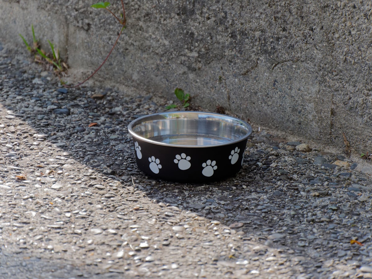 Black dog bowl with paw prints