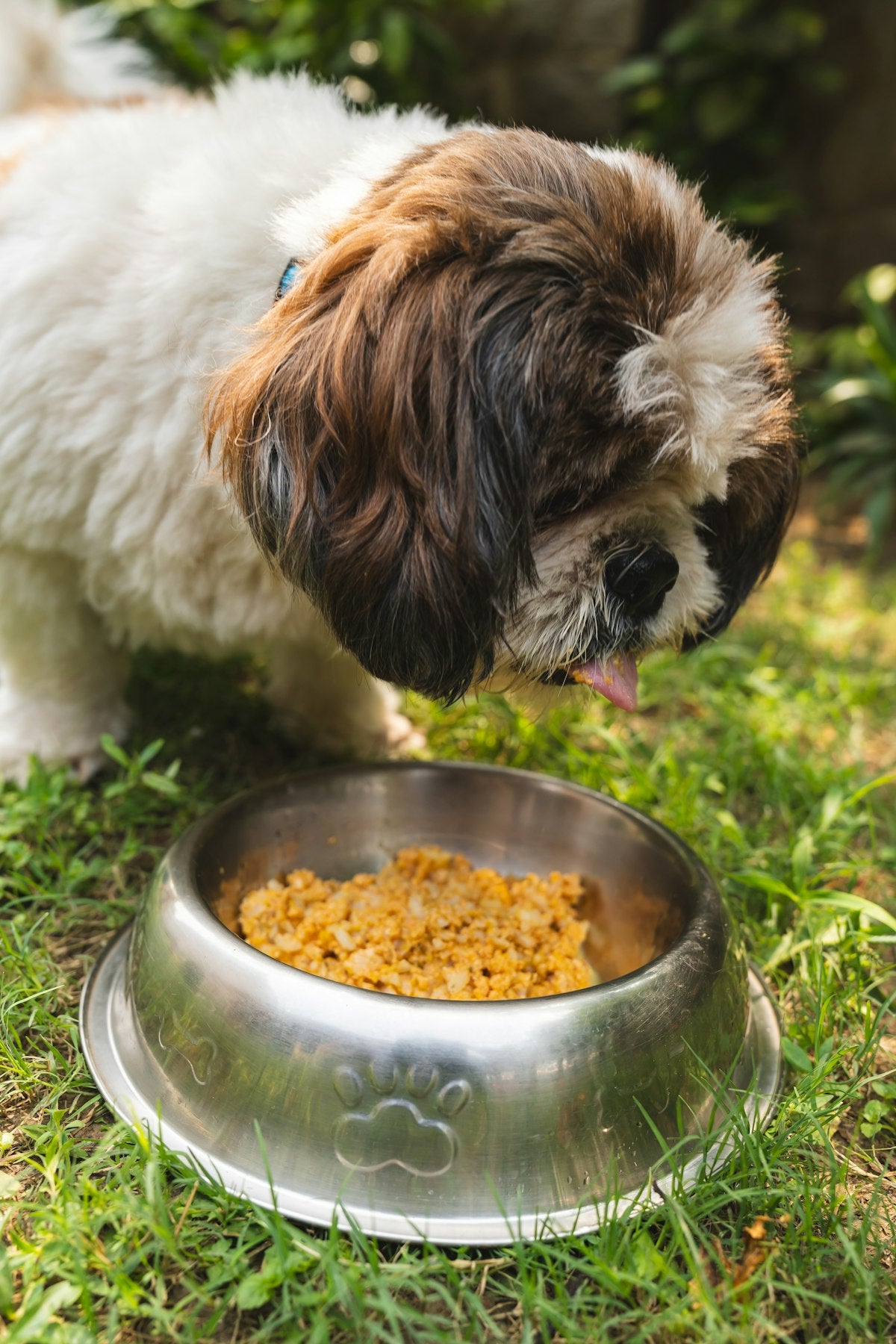 Dog eating from a food bowl