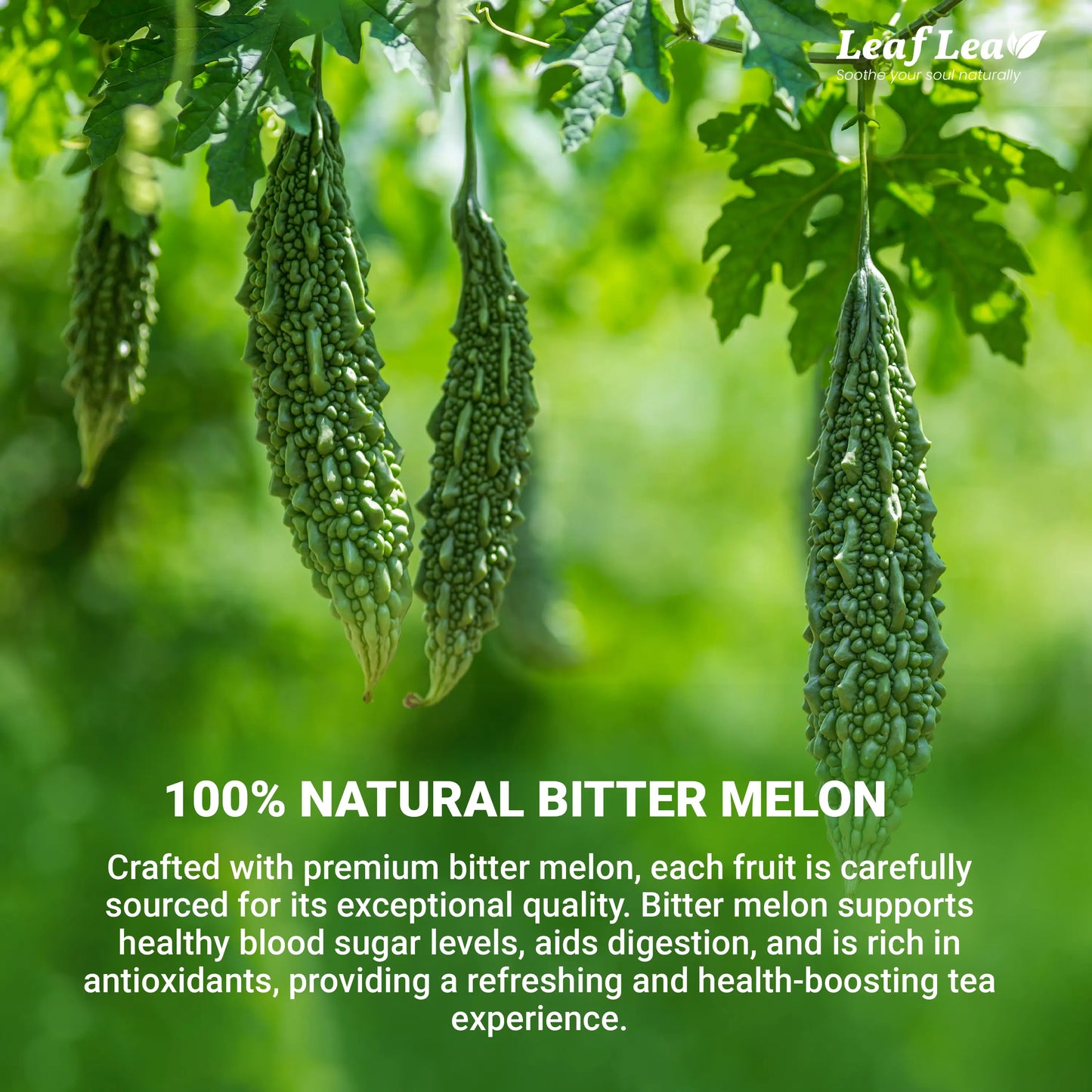 Leaflea Natural Bitter Melon Tea Bags, Cundeamor Herbal Tea Bags – Melon Amargo Gohyah Fruit Tea, Wellness & Digestion Support, Caffeine-Free, Non-Gmo, Sugar-Free, Vegan