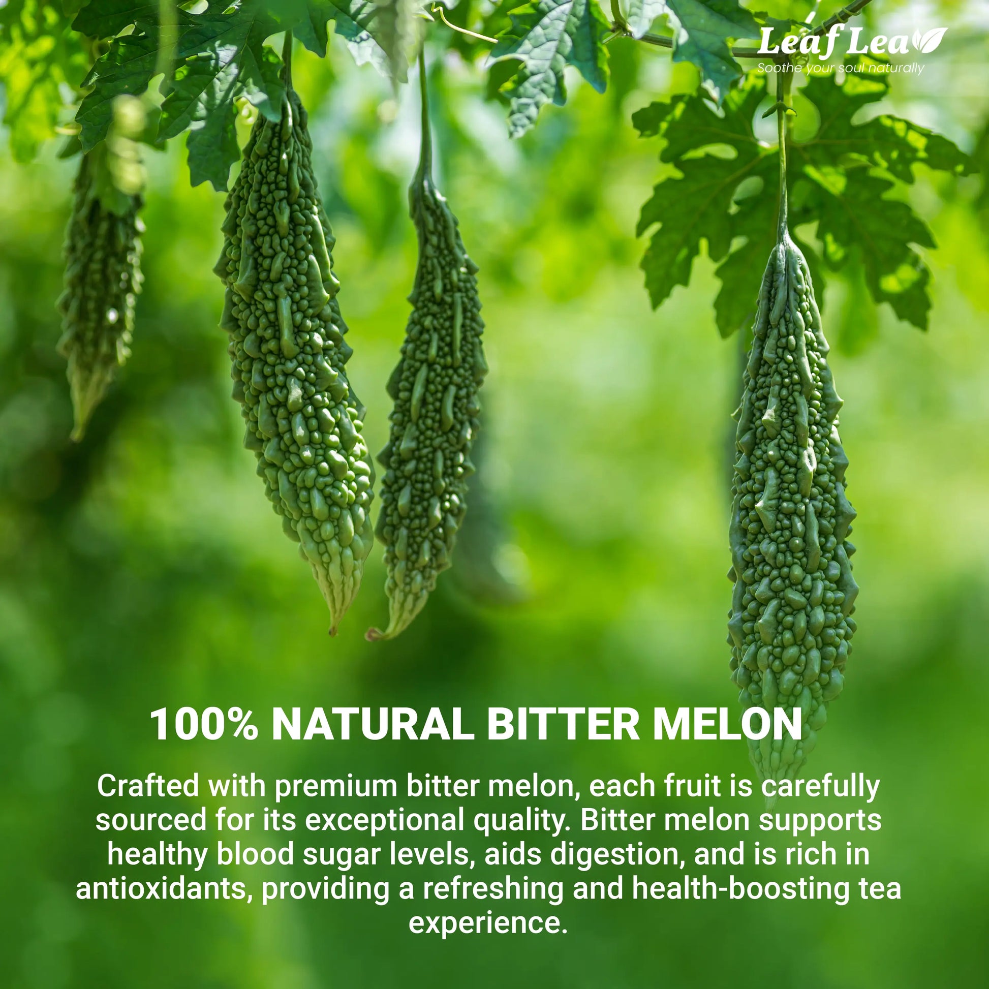Leaflea Natural Bitter Melon Tea Bags, Cundeamor Herbal Tea Bags – Melon Amargo Gohyah Fruit Tea, Wellness & Digestion Support, Caffeine-Free, Non-Gmo, Sugar-Free, Vegan