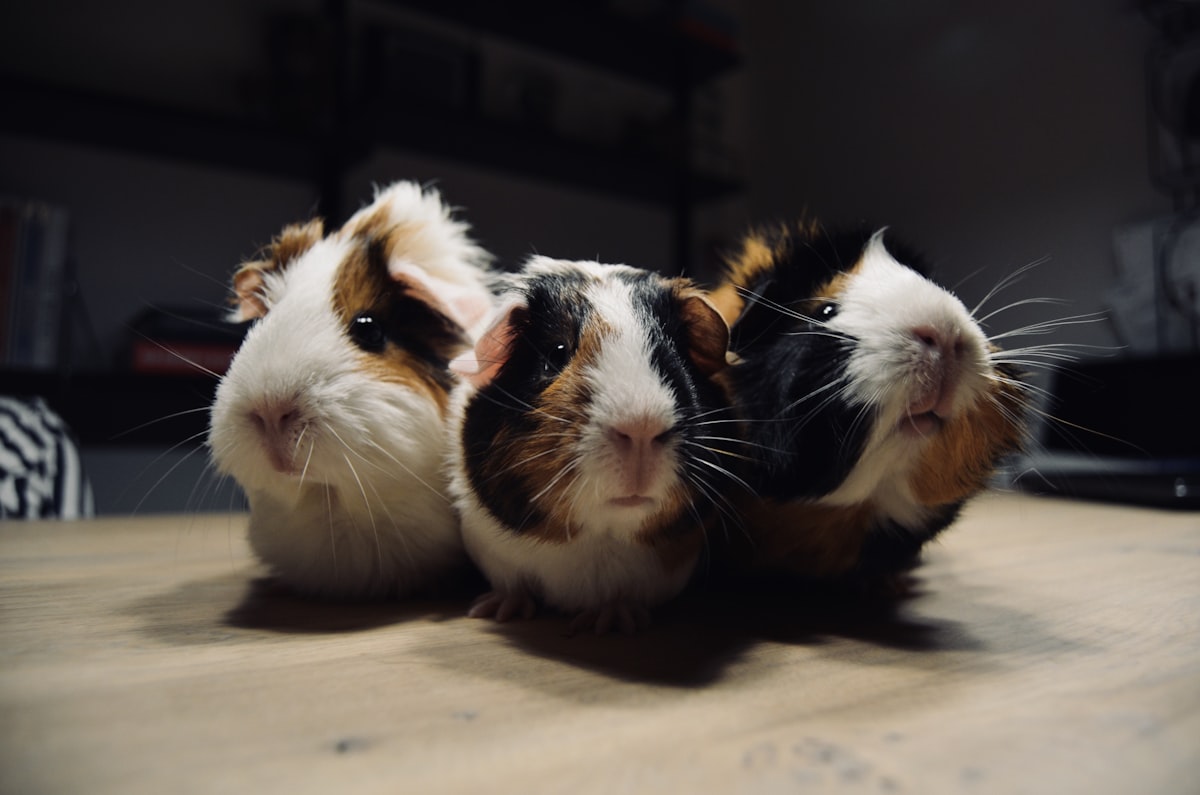 Three tri-color guinea pigs