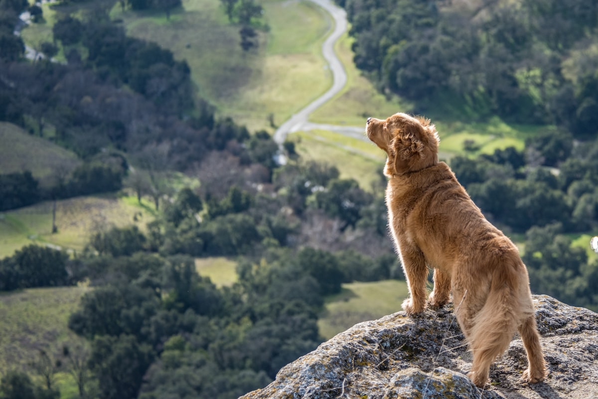 Dog outdoors on hiking trail