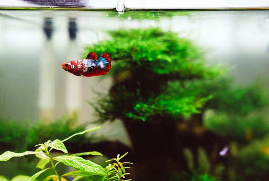 Betta fish in tank
