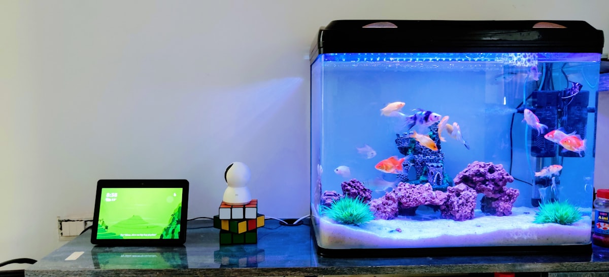 Clear glass fish tank with blue fish