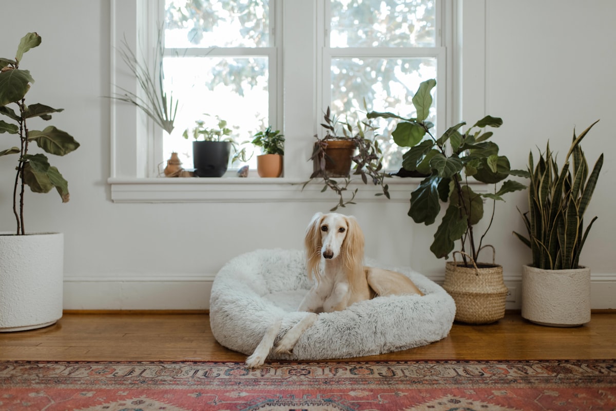 Dog resting comfortably in a soft plush pet bed
