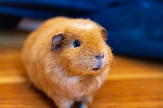 Guinea pig on wooden table