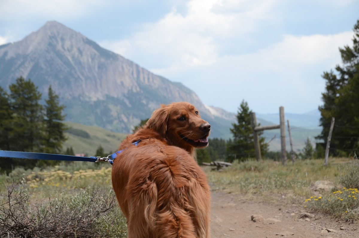 Active, healthy dog outdoors on grass