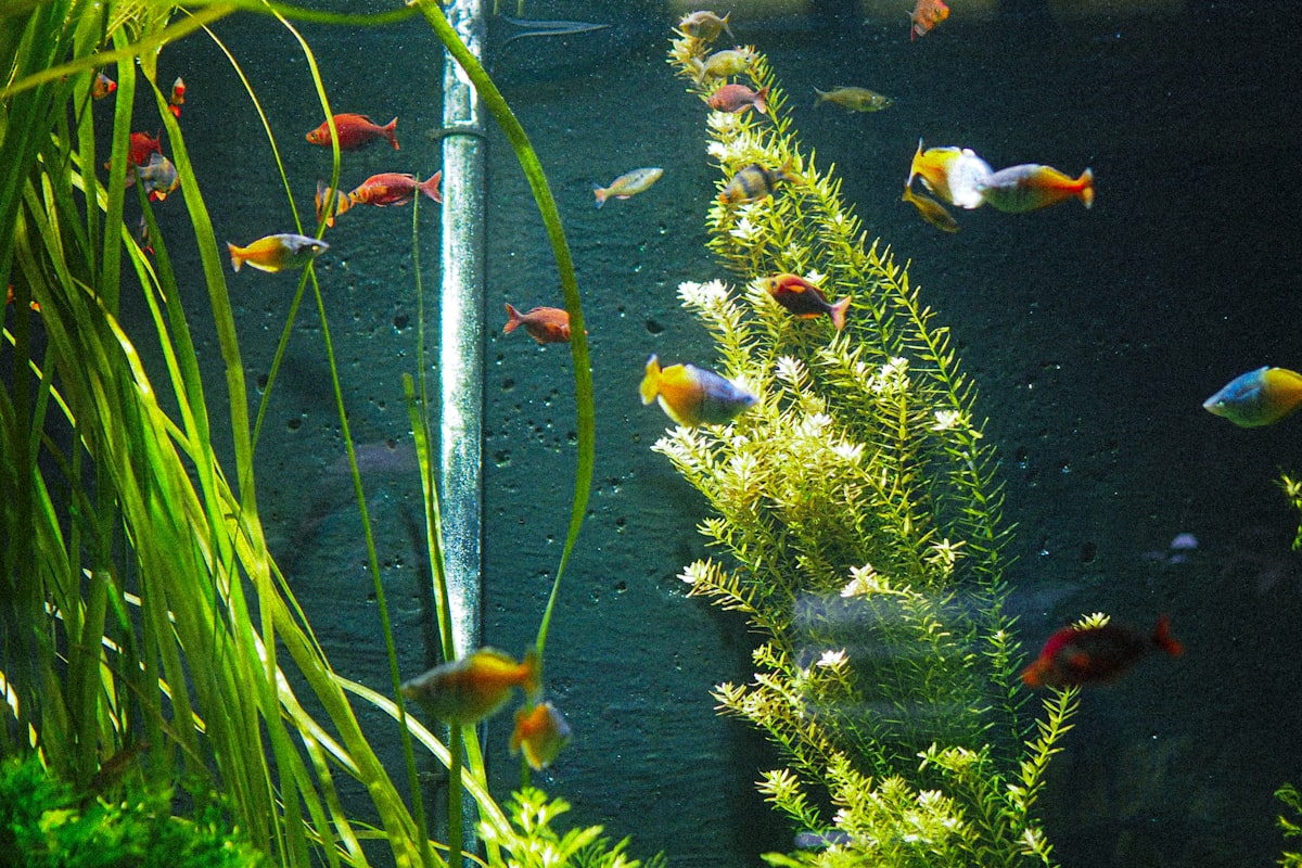 Colorful fish in tank
