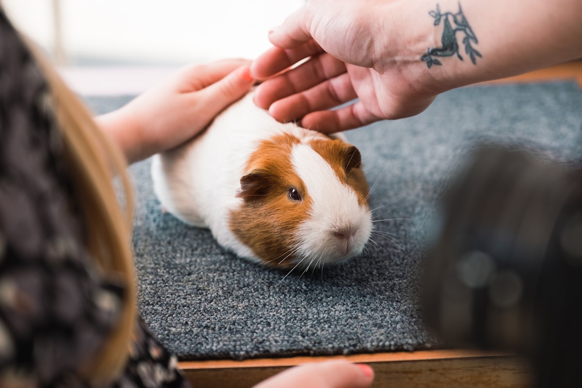 Person petting a guinea pig