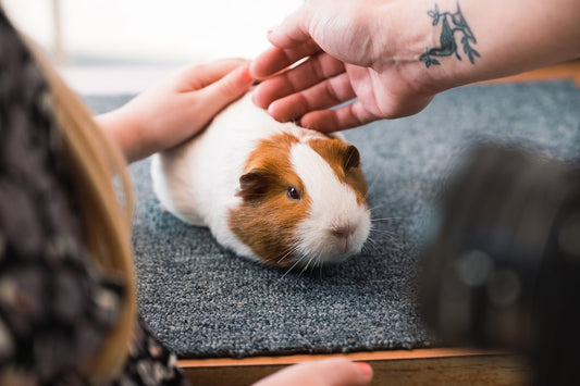 Person petting a guinea pig