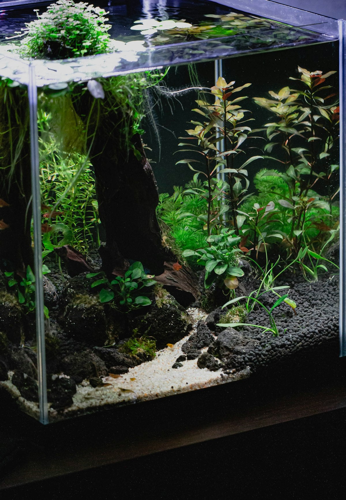 Fish tank filled with water and plants