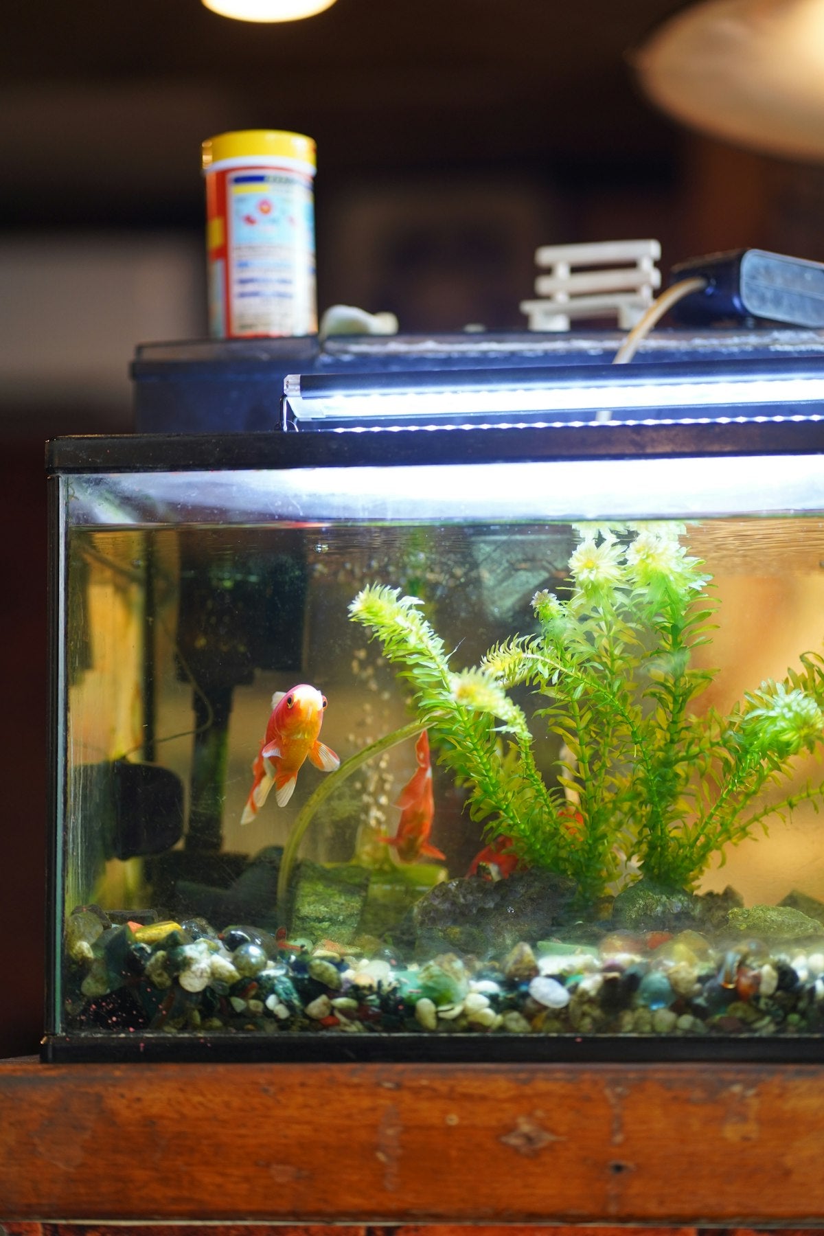Fish tank with plants and rocks